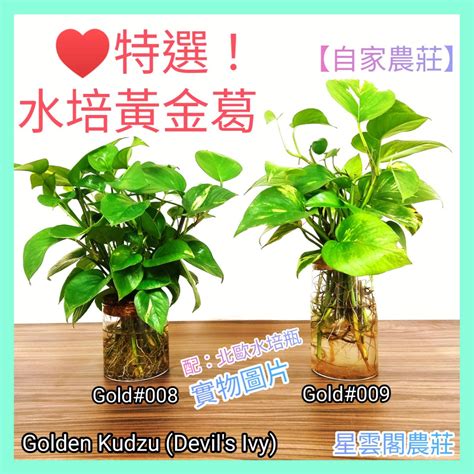 萊姆黃金葛風水|黃金葛風水：招財、開運的綠色福植 – 植物盆栽綠寶典